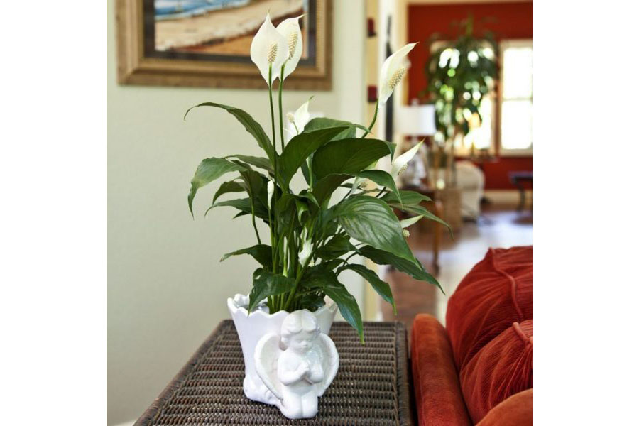 1522115559422181.jpg 除湿植物百合.jpg