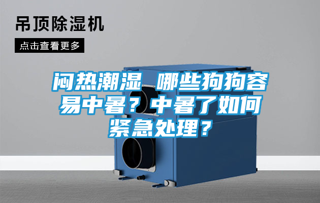 闷热潮湿 哪些狗狗容易中暑？中暑了如何紧急处理？