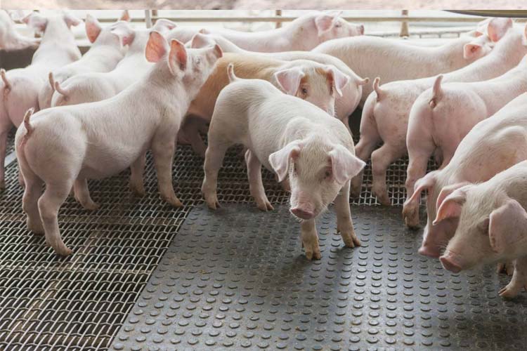 1532326700217238.jpg 科学养猪场.jpg