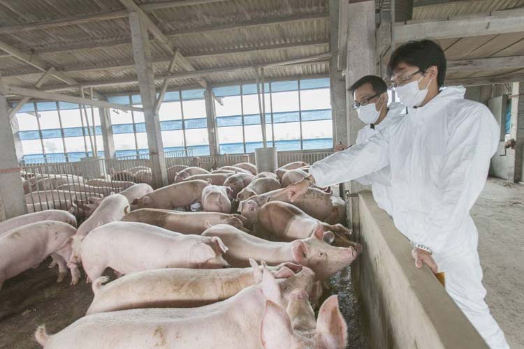 1532326713512559.jpg 肉猪健康.jpg