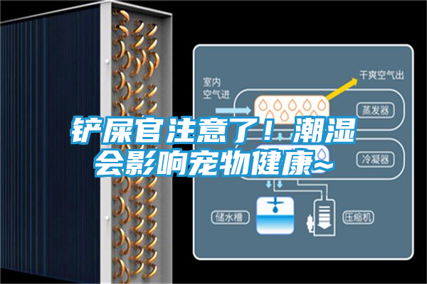 铲屎官注意了！潮湿会影响宠物健康~