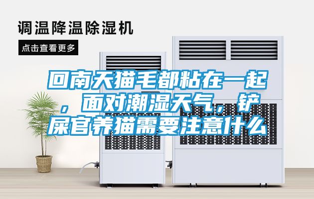 回南天猫毛都粘在一起，面对潮湿天气，铲屎官养猫需要注意什么