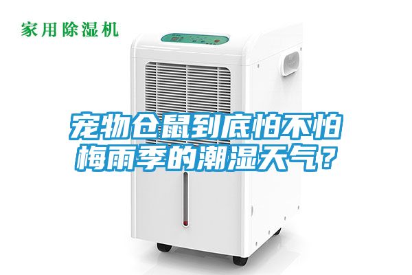 宠物仓鼠到底怕不怕梅雨季的潮湿天气？