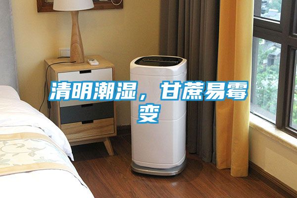 清明潮湿,甘蔗易霉变