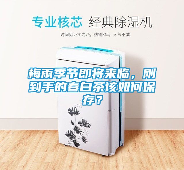 梅雨季节即将来临，刚到手的春白茶该如何保存？
