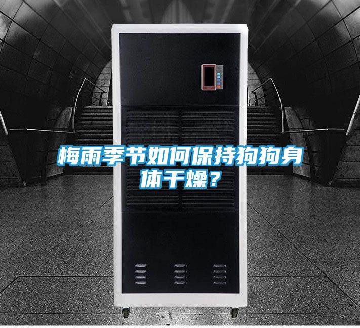 梅雨季节如何保持狗狗身体干燥？