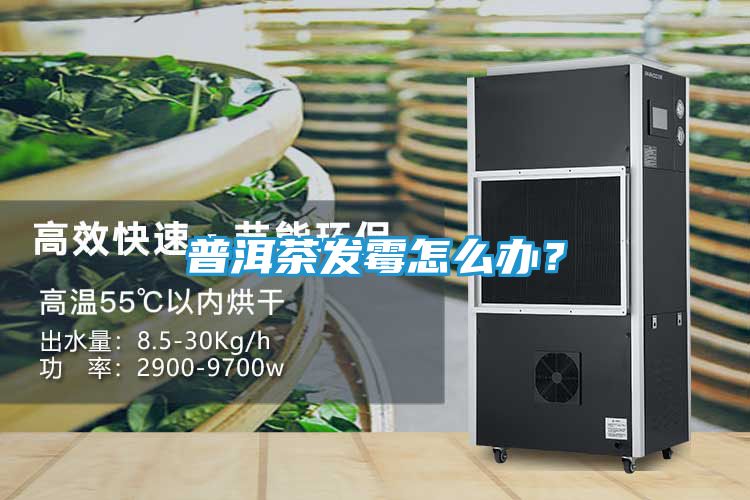 普洱茶发霉怎么办？