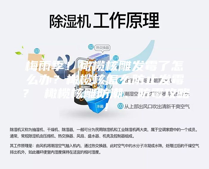 梅雨季！橄榄核雕发霉了怎么办？橄榄核怎么防止发霉？ 橄榄核雕防潮、防霉攻略！