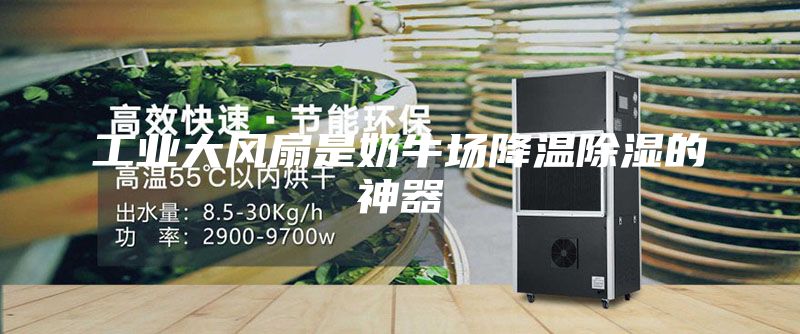 工业大风扇是奶牛场降温除湿的神器